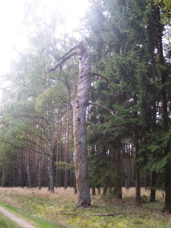 Drehwüchsiger Baum