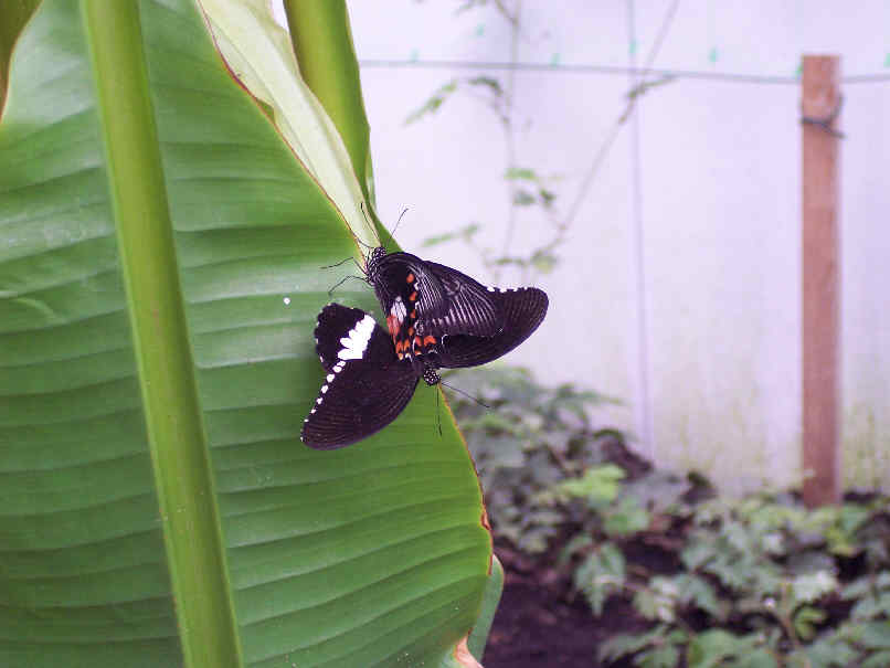 tropischer Schmetterling