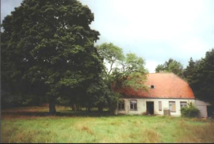 M&auml;chtiger Ahornbaum im Ferienlager